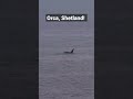 Orca, Shetland! #shorts #orca #scotland #shetland #killerwhale #wild #killerwhales