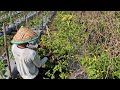 SMART FARMING HACK! HARVESTING CHILI WITH BARE HANDS – SUPER FAST METHOD! - Agriculture Gardening