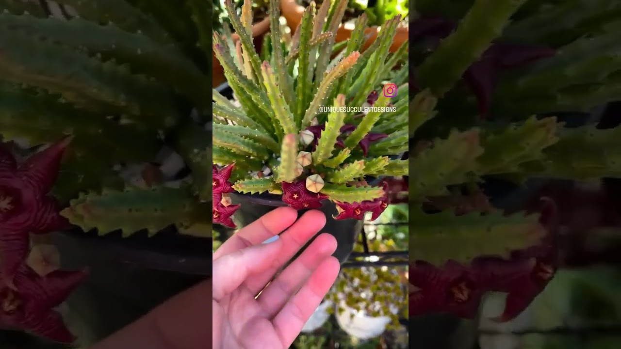 Stapelia Scitula By: @uniquesucculentdesigns 