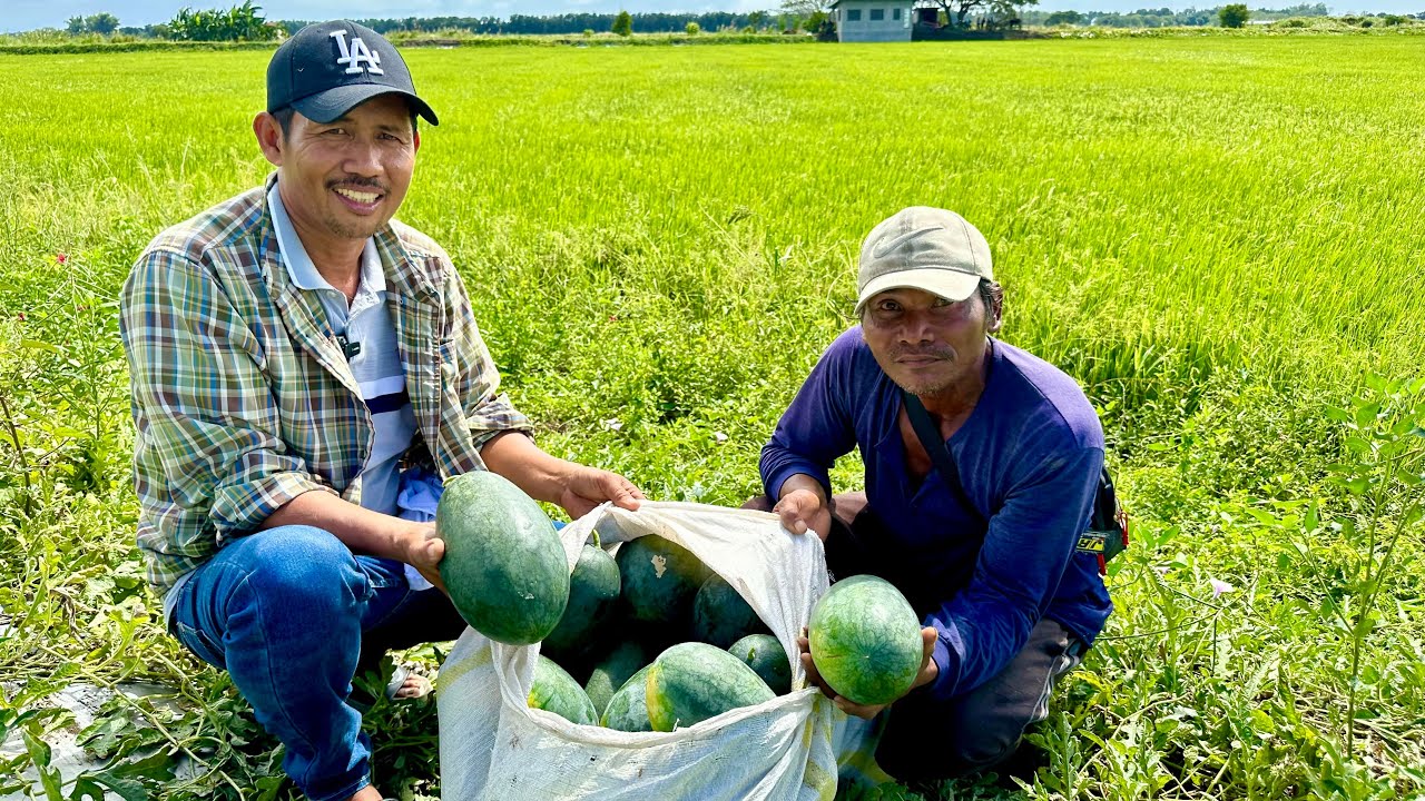 ⁣Kumita pa ng Half Million! Nagtanim lang ng Watermelon sa Dike ng Palayan