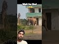 Hathi gaya pagla🙀🙀#elephant #animallife #comedyshorts