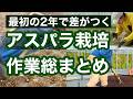 【イッキ見】アスパラを種から育てる｜最初の2年でやる作業を総まとめ
