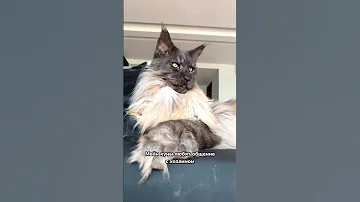 Породы кошек, которые не любят сидеть на руках