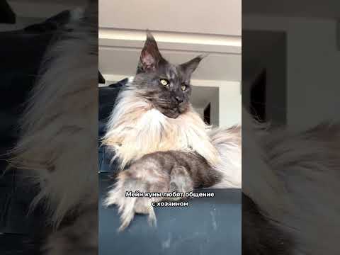 Породы кошек, которые