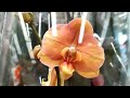 Свежий завоз орхидей в Леруа Мерлен г. Омск и небольшой завоз в Икеа.