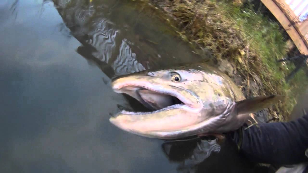 Big King Salmon caught on Vibrax Spinner 