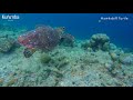 Underwater life at Kurumba Maldives