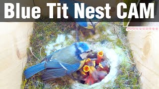 LIVE Blue Tit Nest Cam "Pixie & Puck"