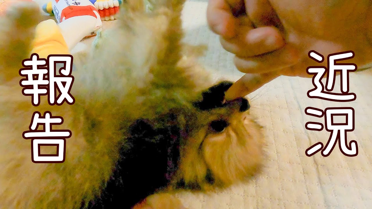 【ポメラニアンパピー】近況報告