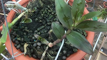 Tưới lan/ Kinh nghiệm chăm mầm gốc phi điệp đơn giản và hiểu quả cao|Phong Lan Rừng TV