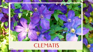 calm journey into the realm of beautiful clematis flowers, the queen of climbers virtual tour