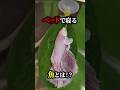 ベッドで寝る魚とは？