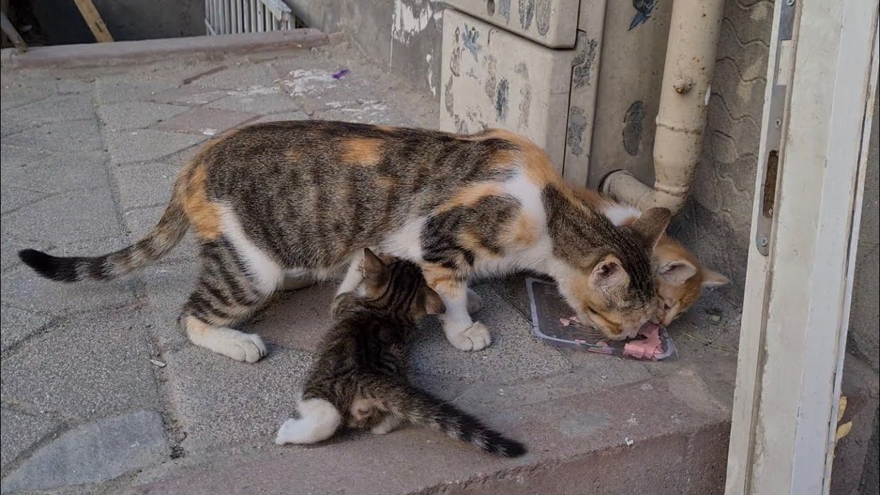 Poor Kitten wants to be fed with milk from her mother, but her mother won't let her with the Kitten.