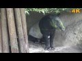 Malayan Tapir 馬來貘 「似豬不是豬、似象不是象」的「四不像」( 2016 Ultra HD 4K  HDR)