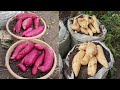 Harvesting celembu and japanese purple sweet potato from pots and sacks 2021