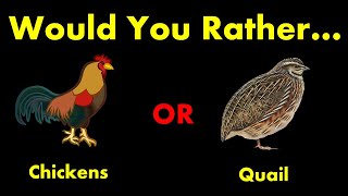 Would You Rather: Raise Chickens or Quail? by Sprague River Homestead 1,117 views 1 year ago 10 minutes, 9 seconds