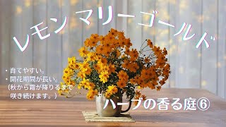 レモンマリーゴールド（育てやすく、開花時期が長いハーブ）ハーブの香る庭⑥【ハーブ】【ガーデニング】