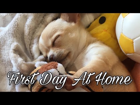 Video: Chihuahua Puppy First Day In New Home