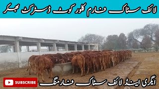 livestock farm Klorkot district Bhakkar | saihwal breed cows