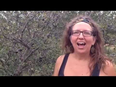 Medicinal Minute: Texas Persimmon (Diospyros texana)