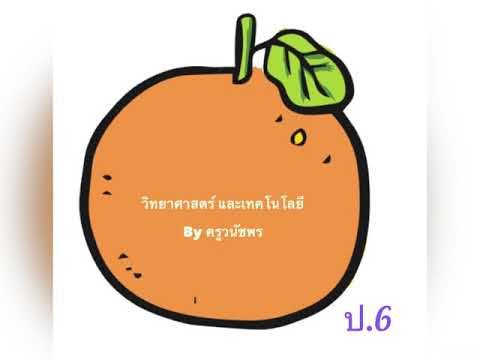 เฉลยคำตอบกิจกรรมที่ 1.5 แบบจำลอง ระบบย่อยอาหาร และสรุประบบย่อยอาหารแบบย่อ ป.6