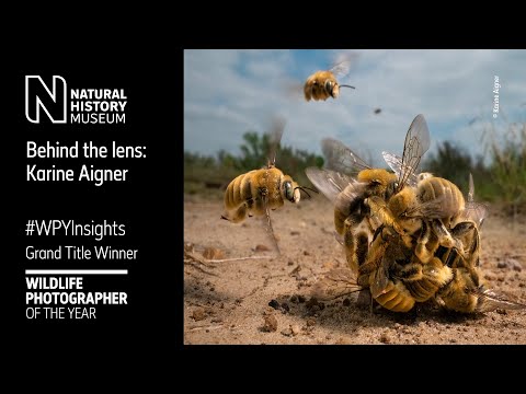 Bees! Diversity, Evolution, Conservation — Museum of the Earth