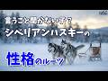 【犬種解説vol.4】シベリアンハスキーの性格と特徴|言うこと聞かない犬なの?