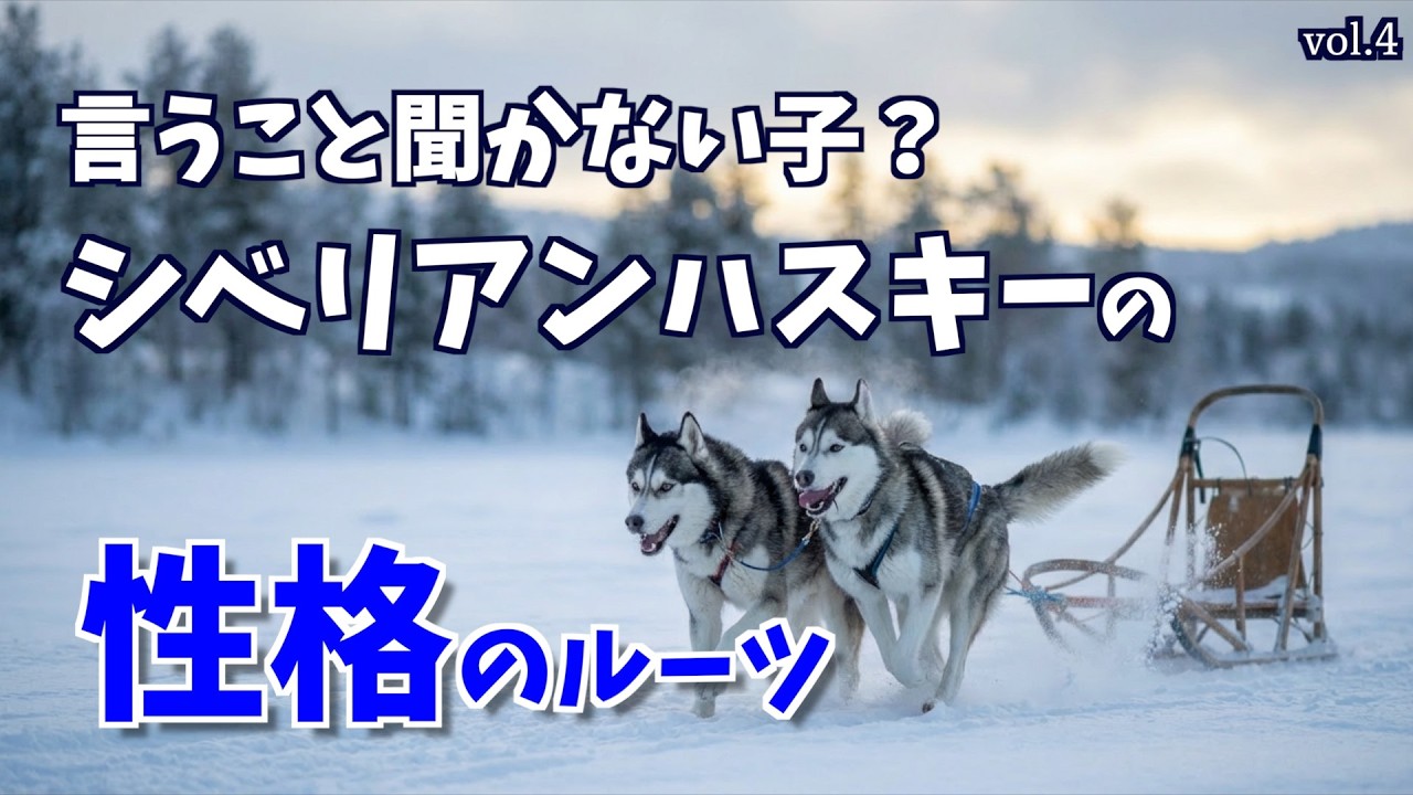【空シド】ヒョウ　オオカミ　シベリアンハスキー　4点　BAEZ3 Dog Breed Guide Vol. 4] Siberian Husky Personality and