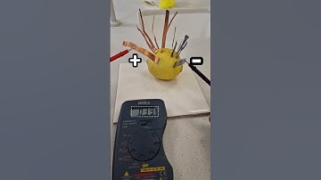Lemon Battery Experiment |  Porcupine Battery