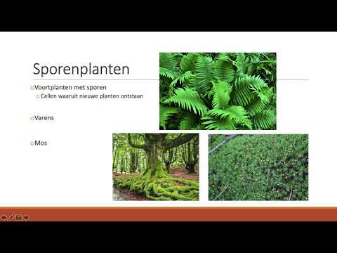 Video: Welke twee groepen planten zijn er?