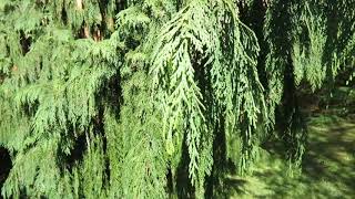 Chamaecyparis nootkatensis 'Pendula' cypřišek nutkajský