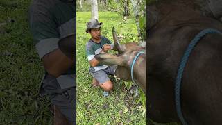 Pasang Lonceng Sapi #anakkampung #ceritakerja