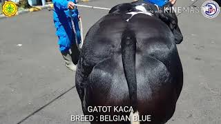 Belgian Blue Pertama 'Sang Gatot Kaca'