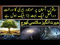 Tree on 7th sky and black hole  miracle of quran  urdu  hindi