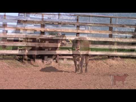SO 78 - Pen 208Ba - Golden Certified F1 - Brahman x Gelbvieh