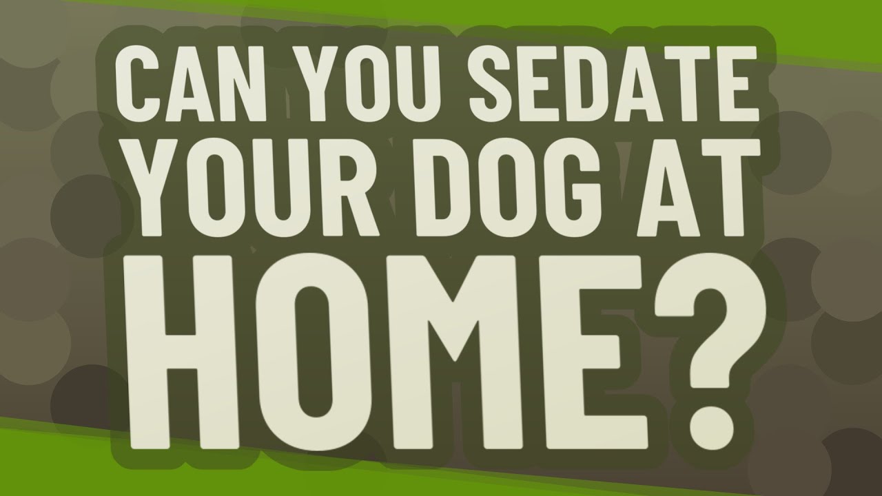 Can you sedate your dog at home? YouTube