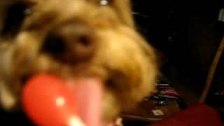 My Dog Licking A Lolipop