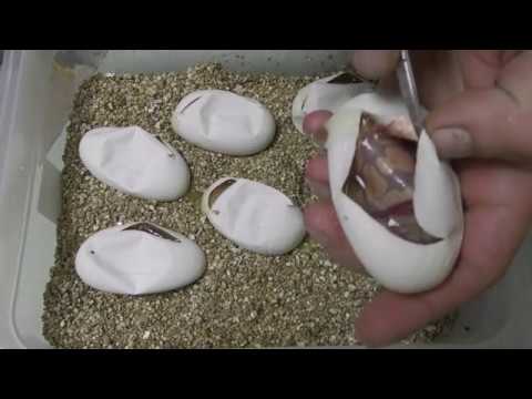 python class РЕГИУС !!! 1.0 BANANA PASTEL - 0.1 CAMPAGNE # 16 2017 BANANA CAMPAGNE & PASTEL CAMPAGNE ???