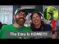 The LOST Emu Is Home!!! Homesteading Podcast Ep. 43