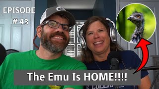 The LOST Emu Is Home!!! Homesteading Podcast Ep. 43