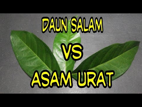 Manfaat daun salam #1 untuk obat