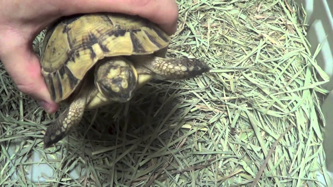Greek Tortoise Unboxing