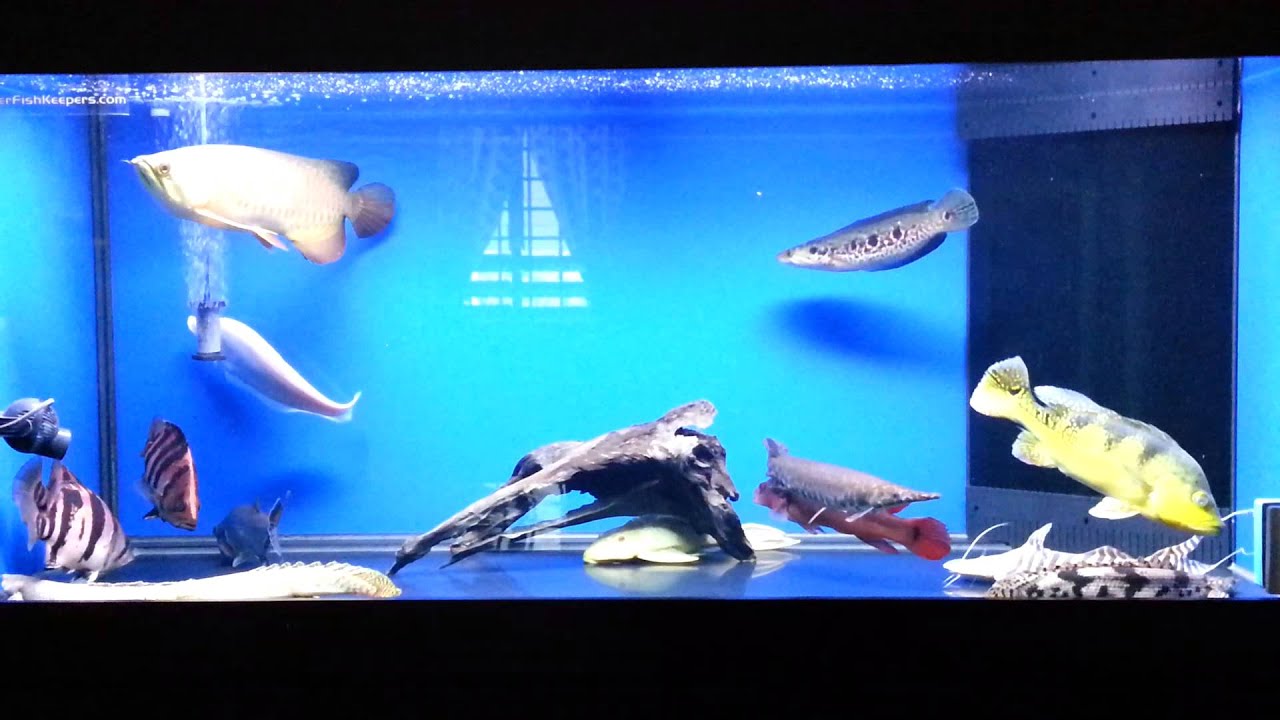  Arowana  n tank  mates  YouTube