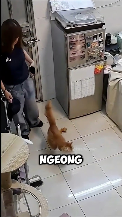 Gadis ini terkejut ternyata kucingnya..⁉️ #shorts #viral #animals