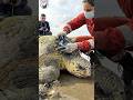 Sea Turtle Rescue: Satisfying Turtle Barnacles Removal &amp; Cleaning by Rescue Team #shorts #viral