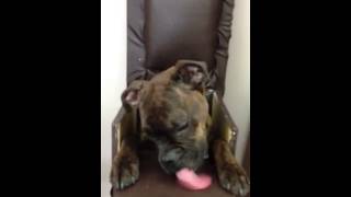 Gremlins bailey chair