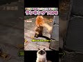 猫好きが絶対にスルーできない状況ランキング TOP 5