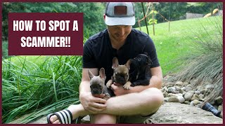 How to Spot a French Bulldog Scammer!