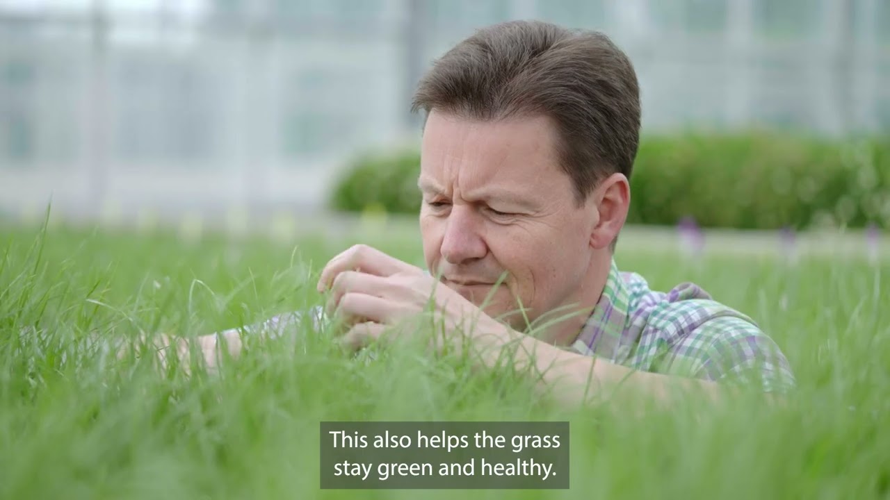 Drought Tolerance & Deeper Rooting Grasses | 4turf® by DLF