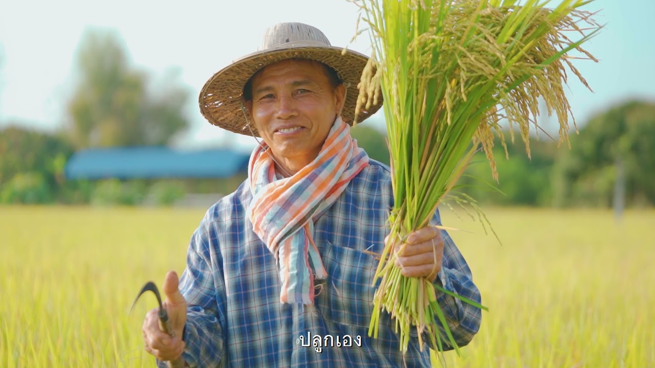 “ข้าวสันป่าตอง ... ข้าวคุณภาพจากชาวนาตั๋วแต๊